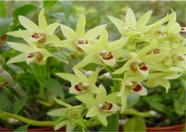 c鿴ԔϢ}Herba Dendrodii Flower xΔ2734