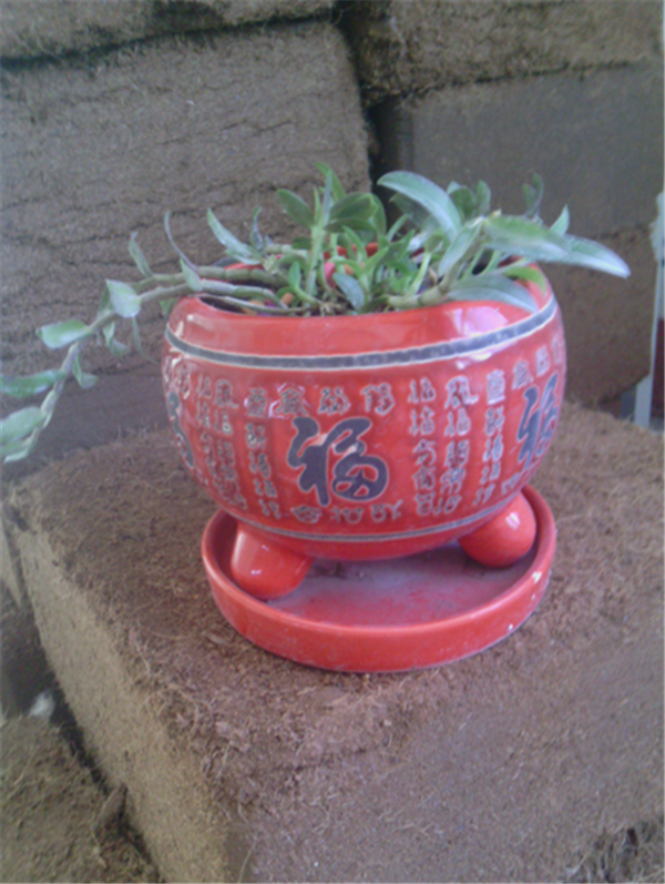 c鿴ԔϢ}Herba Dendrodii Pot Seedlings xΔ2443