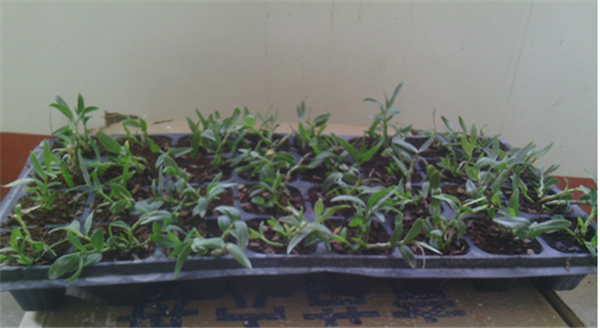 c鿴ԔϢ}Herba Dendrodii Plug Seedlings xΔ2602